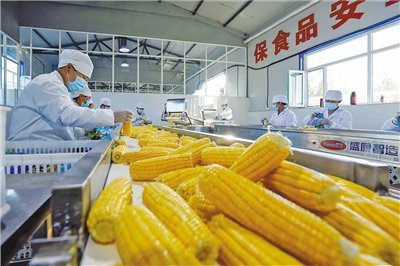 鮮食玉米鏈出“黃金產(chǎn)業(yè)” 保健食品生產(chǎn)的新藍(lán)海